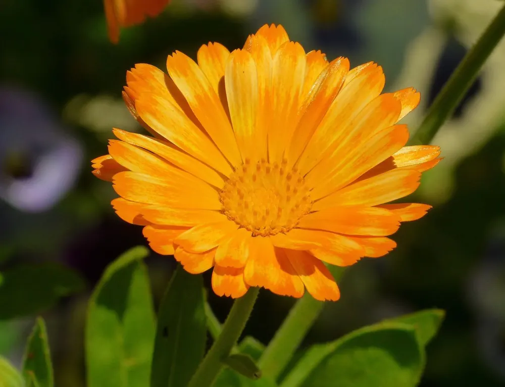 Fleur de calendula orange