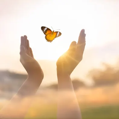 Mains tendues vers un papillon au coucher du soleil