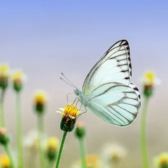 Papillon posé sur une fleur
