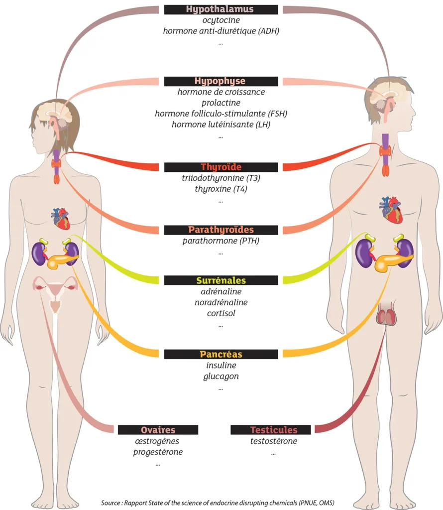 Préserver son équilibre hormonal avec la naturopathie